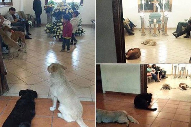 Aç Hayvanları Doyuran Kadının Cenazesinde Köpeklerin Toplandığı Duygulu Anlar