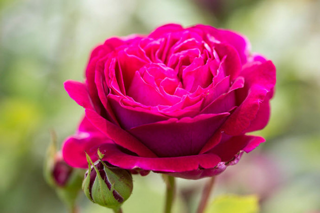 🌹 Gül (Rosa spp.) — Gül Çeşitleri, Bakımı, Anlamı ve Özellikleri