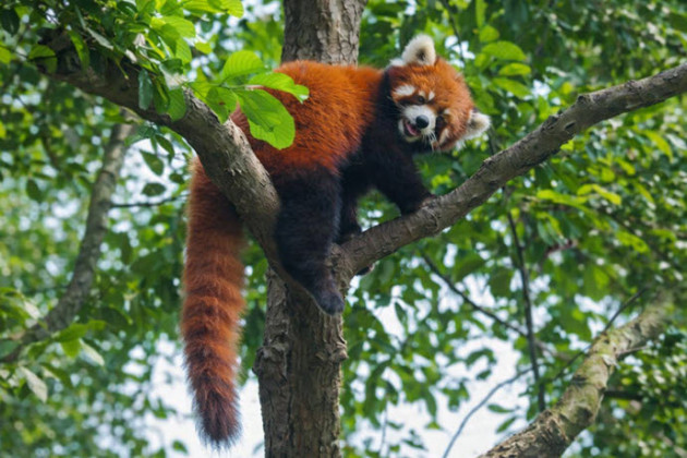 Kızıl Panda (Ailurus fulgens): Dağ Ormanlarının Sessiz Uzmanı