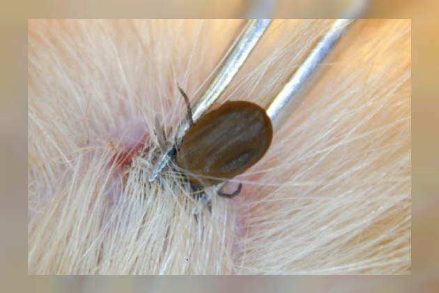 Lyme hastalığı (Borreliosis) nedir?