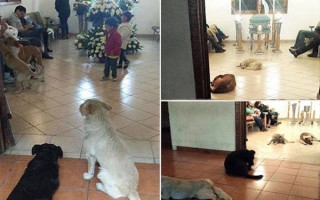 Aç Hayvanları Doyuran Kadının Cenazesinde Köpeklerin Toplandığı Duygulu Anlar
