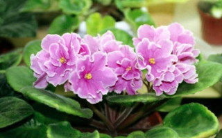 Afrika menekşelerini kurtarmak