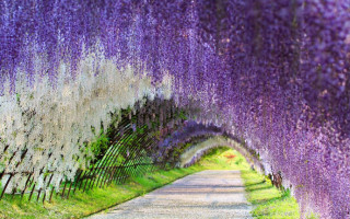 Ahmet Haşim - Bahar