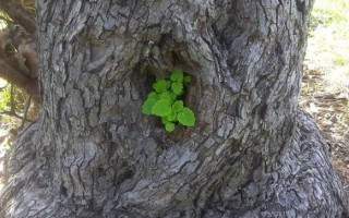 Ayrılıklar Cumhuriyeti