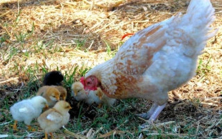 Bir Civcivin Hüzünlü Öyküsü