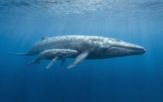 Gök Balina (Mavi Balina) Yaşamı, Özellikleri, Beslenmesi