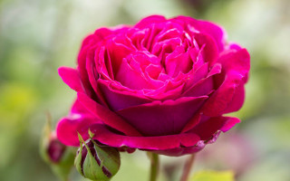🌹 Gül (Rosa spp.) — Gül Çeşitleri, Bakımı, Anlamı ve Özellikleri