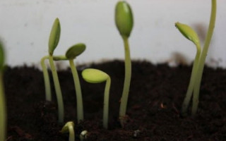 Her fikir filizlenecek bir toprak bulur