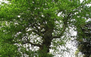 Hiçbir ağacın gölgesi (Ombra mai fu)