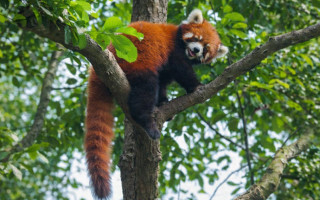 Kızıl Panda (Ailurus fulgens): Dağ Ormanlarının Sessiz Uzmanı