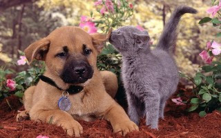 Konuşmasalar da Hastalıklarını Anlatabiliyorlar
