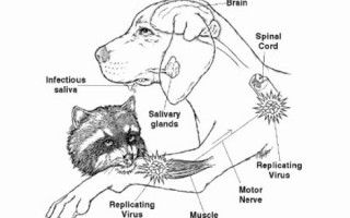 Kuduz ve Korunma Yolları