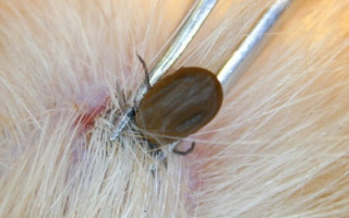 Lyme hastalığı (Borreliosis) nedir?