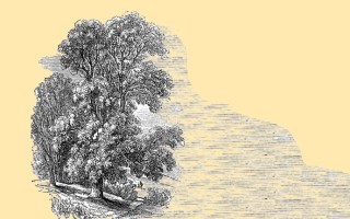 Nazım Hikmet yazar, Cem Karaca söylerse: Ben Bir Ceviz Ağacıyım Gülhane Parkı'nda