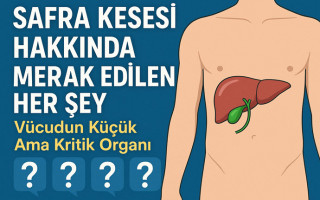 Safra Kesesi Hakkında Merak Edilen Her Şey: Vücudun Küçük Ama Kritik Organı