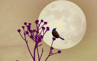 Sensiz Geçen İlk Bayram