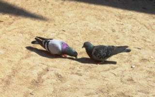 Türkiye'de Hayvan Hakları