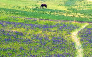 Viran oldum Mor Sümbüllü Bağ İken (Şu Yalan Dünyaya Geldim Geleli)