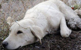 Yaralı Köpeği Baba Şefkati Sakinleştirdi