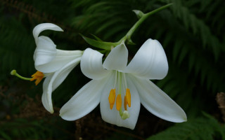 Zambak Bitkisi (Lilium): Özellikleri, Çeşitleri ve Bakım Rehberi