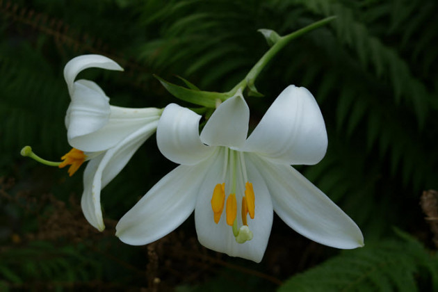 Zambak Bitkisi (Lilium): Özellikleri, Çeşitleri ve Bakım Rehberi