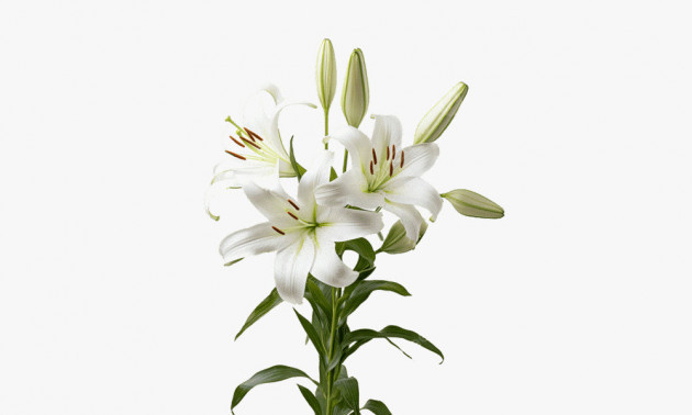 Zambak bitkisi çiçeğinin doğal ışık altında çekilmiş detaylı görünümü – Lilium