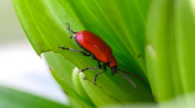 Zambak yaprağı üzerinde görülen kırmızı lily beetle zararlısının yakın görünümü