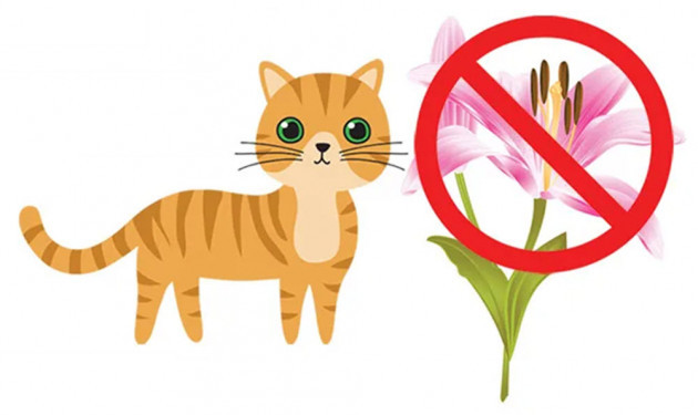 Zambak bitkisinin kediler için toksik olduğunu gösteren bilgilendirici uyarı görseli