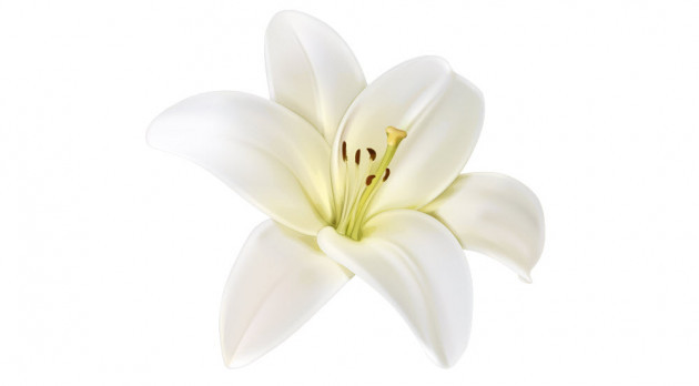 Zambak çiçeğinin sade arka planda tanıtım amaçlı yüksek çözünürlüklü fotoğrafı