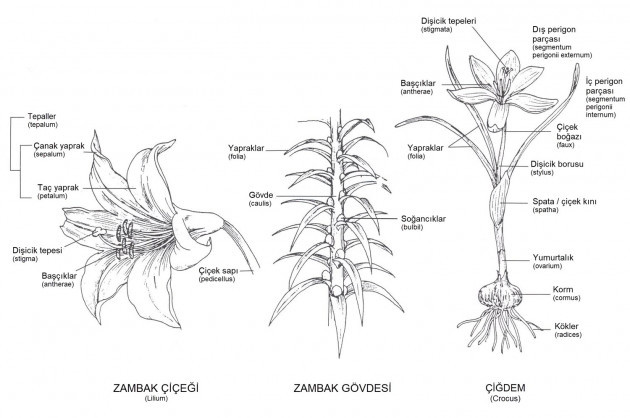 Lilium cinsinin taksonomideki konumunu gösteren sade bitki sınıflandırma şeması