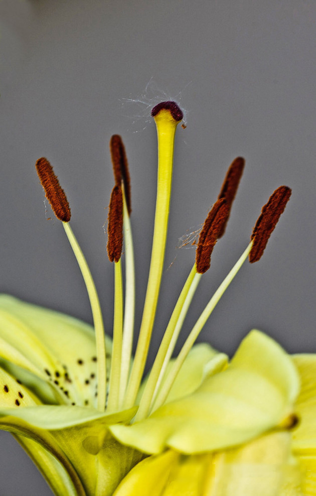 Zambak çiçeğinde taç yaprak, stamen ve pistilin detaylı makro görünümü
