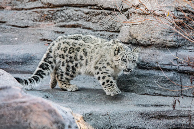 dunyanin-en-mahcup-hayvanlari-kar-leopari-323.jpg