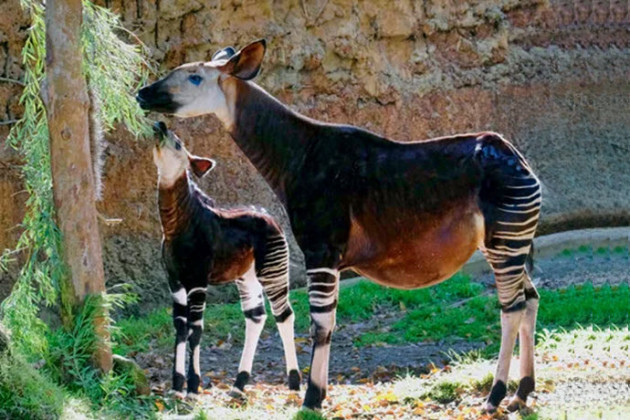 dunyanin-en-mahcup-hayvanlari-okapi-7288.jpg