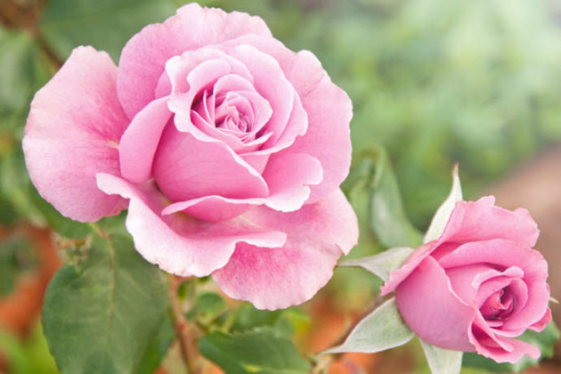 gul-pembe-6247.jpg