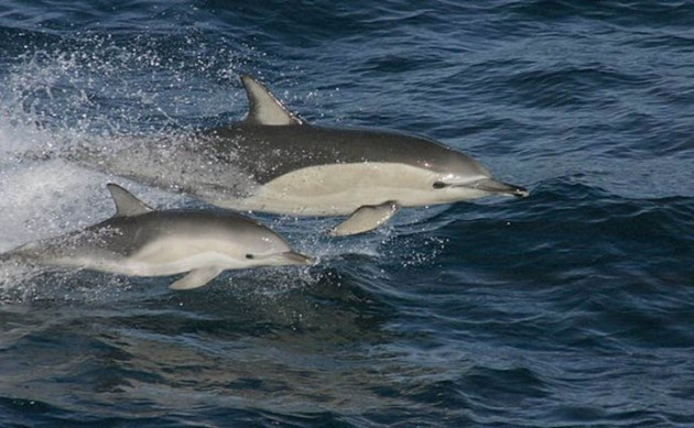 tirtak-delphinus-delphis-2-6914.jpg