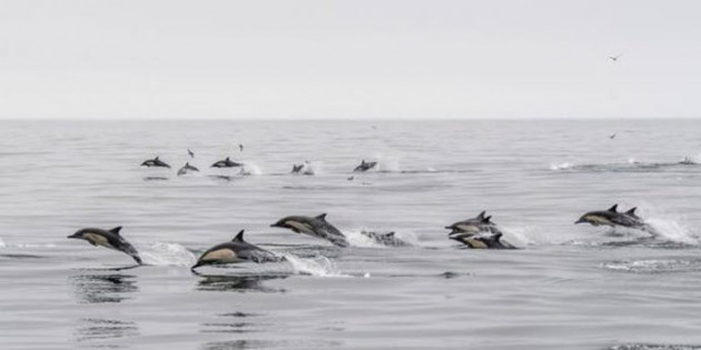 tirtak-delphinus-delphis-3-3396.jpg