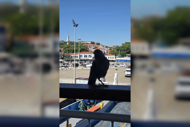 Çatışma perileri