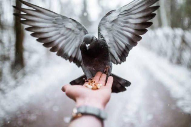 Özgürlük Kuşun Kanadında mı?