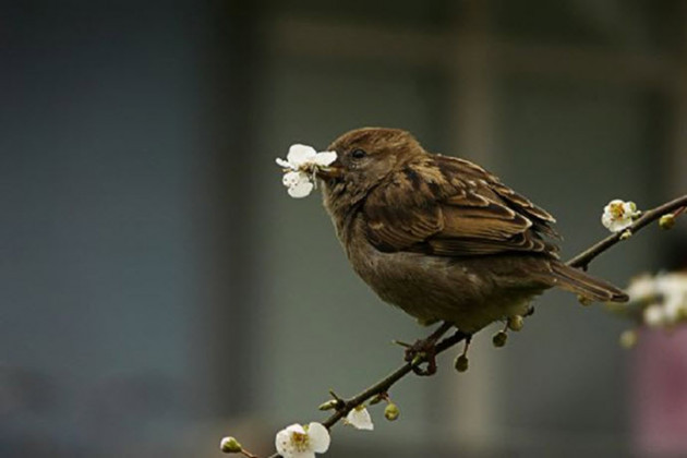 Serçelerin Sence Mevsimi