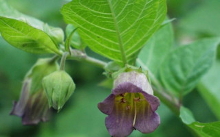 Atropin (Atropa Belladona)