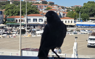 Çatışma perileri