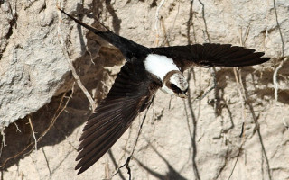 Oğlak ile Kartal