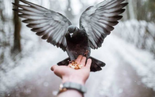 Özgürlük Kuşun Kanadında mı?