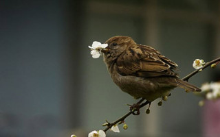 Serçelerin Sence Mevsimi