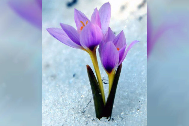 YENİ YILIMIZ KUTLU OLSUN