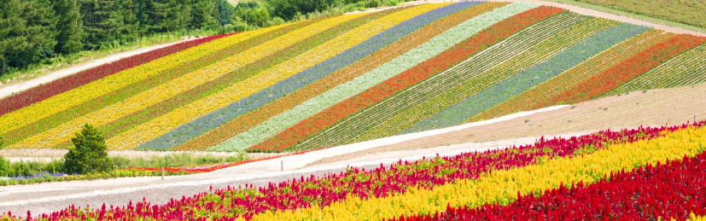 Okur Yazar Derneği Yayınları