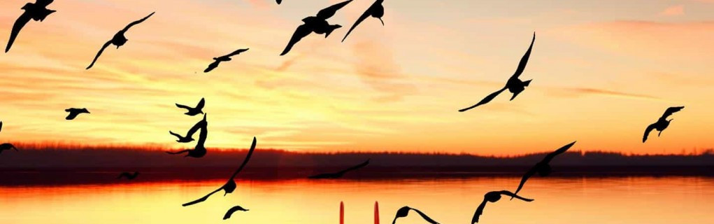 Murat şenocak Murat şenocak