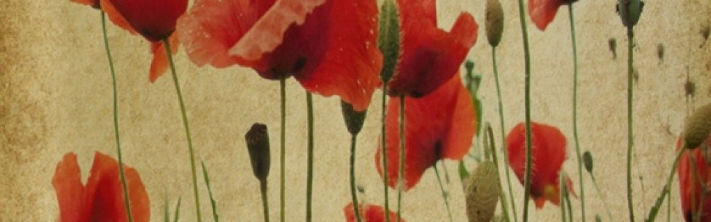 Efdal Alper Efdal Alper