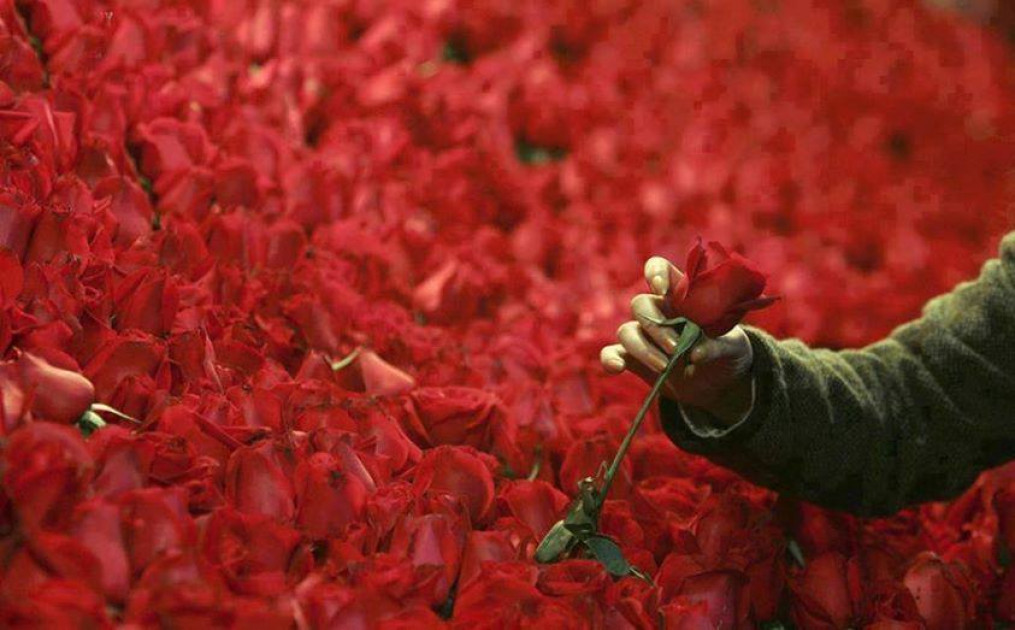 hamdi çelebi hamdi çelebi