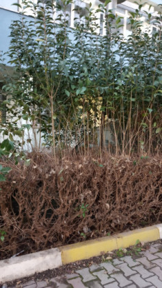 Emre Bağce Emre Bağce